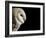 Barn Owl , Cornwall, UK-Ross Hoddinott-Framed Photographic Print