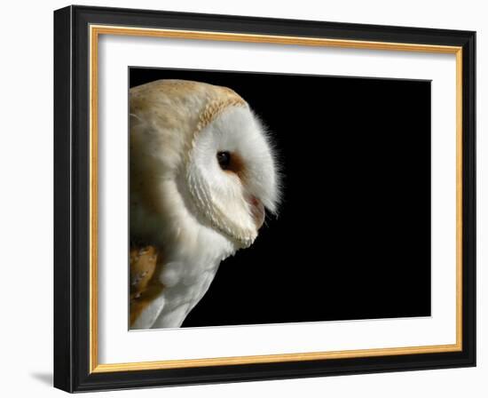 Barn Owl , Cornwall, UK-Ross Hoddinott-Framed Photographic Print