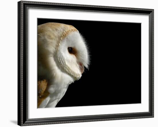 Barn Owl , Cornwall, UK-Ross Hoddinott-Framed Photographic Print