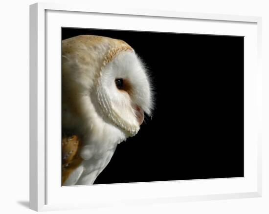 Barn Owl , Cornwall, UK-Ross Hoddinott-Framed Photographic Print