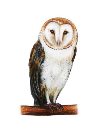 Barn Owl Drawing Tyto Alba Art Print By Viktoriya Art Art Com