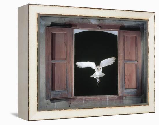 Barn Owl Flying into Building Through Window Carrying Mouse Prey, Girona, Spain-Inaki Relanzon-Framed Premier Image Canvas