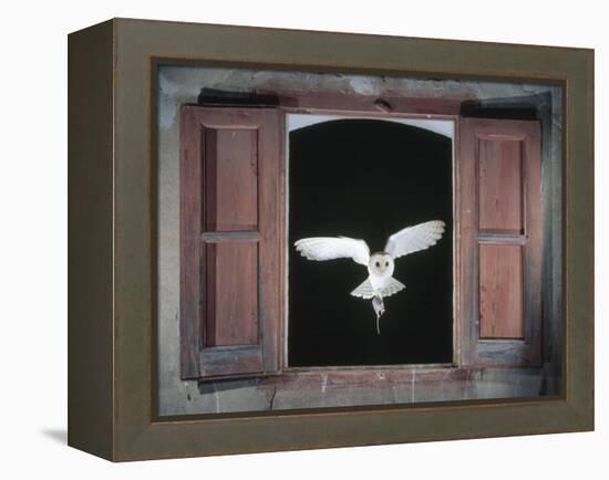 Barn Owl Flying into Building Through Window Carrying Mouse Prey, Girona, Spain-Inaki Relanzon-Framed Premier Image Canvas