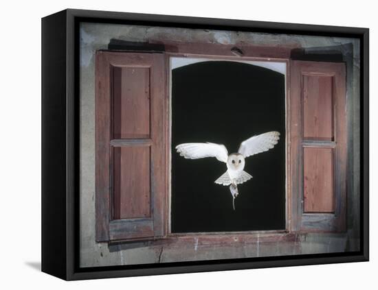 Barn Owl Flying into Building Through Window Carrying Mouse Prey, Girona, Spain-Inaki Relanzon-Framed Premier Image Canvas