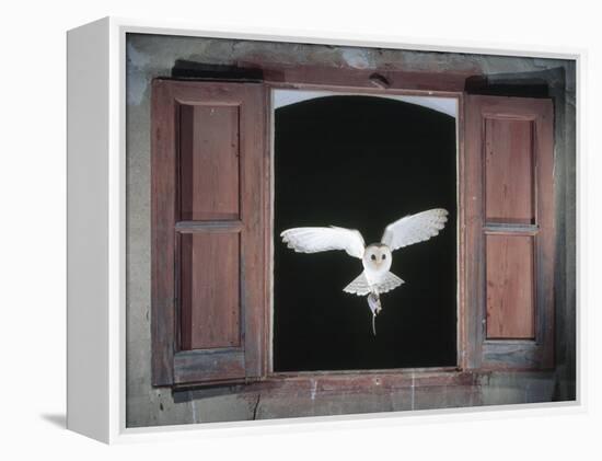 Barn Owl Flying into Building Through Window Carrying Mouse Prey, Girona, Spain-Inaki Relanzon-Framed Premier Image Canvas