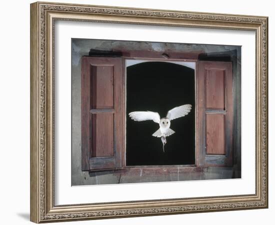 Barn Owl Flying into Building Through Window Carrying Mouse Prey, Girona, Spain-Inaki Relanzon-Framed Photographic Print