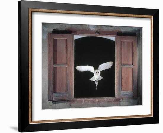 Barn Owl Flying into Building Through Window Carrying Mouse Prey, Girona, Spain-Inaki Relanzon-Framed Photographic Print