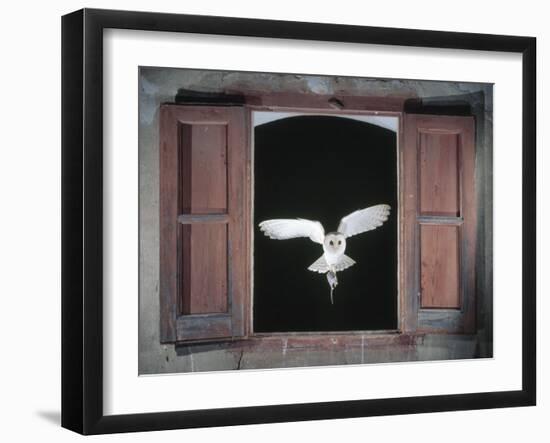 Barn Owl Flying into Building Through Window Carrying Mouse Prey, Girona, Spain-Inaki Relanzon-Framed Photographic Print