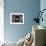 Barn Owl Flying into Building Through Window Carrying Mouse Prey, Girona, Spain-Inaki Relanzon-Framed Photographic Print displayed on a wall