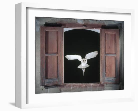 Barn Owl Flying into Building Through Window Carrying Mouse Prey, Girona, Spain-Inaki Relanzon-Framed Photographic Print