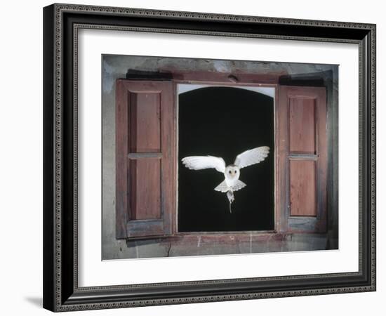 Barn Owl Flying into Building Through Window Carrying Mouse Prey, Girona, Spain-Inaki Relanzon-Framed Photographic Print