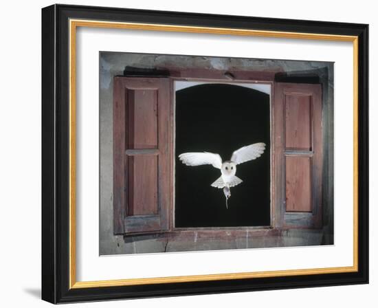 Barn Owl Flying into Building Through Window Carrying Mouse Prey, Girona, Spain-Inaki Relanzon-Framed Photographic Print