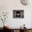 Barn Owl Flying into Building Through Window Carrying Mouse Prey, Girona, Spain-Inaki Relanzon-Photographic Print displayed on a wall