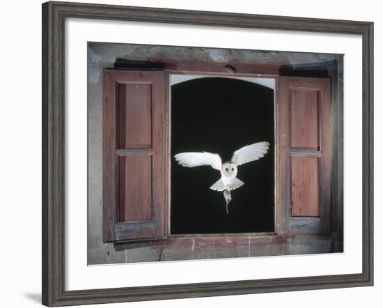 Barn Owl Flying into Building Through Window Carrying Mouse Prey, Girona, Spain-Inaki Relanzon-Framed Photographic Print