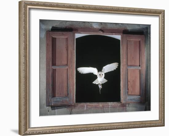 Barn Owl Flying into Building Through Window Carrying Mouse Prey, Girona, Spain-Inaki Relanzon-Framed Photographic Print