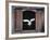 Barn Owl Flying into Building Through Window Carrying Mouse Prey, Girona, Spain-Inaki Relanzon-Framed Photographic Print