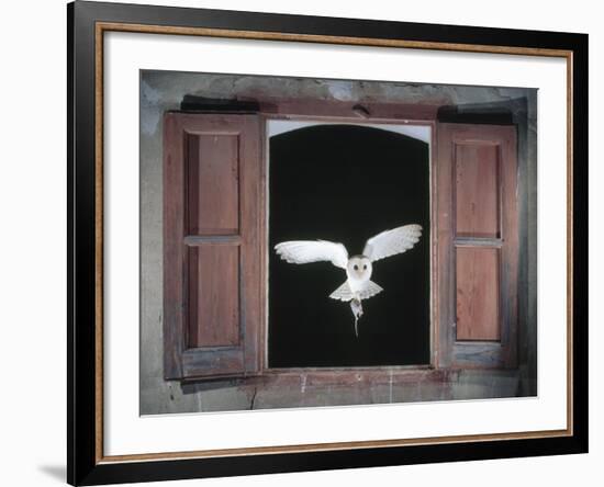 Barn Owl Flying into Building Through Window Carrying Mouse Prey, Girona, Spain-Inaki Relanzon-Framed Photographic Print