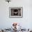 Barn Owl Flying into Building Through Window Carrying Mouse Prey, Girona, Spain-Inaki Relanzon-Framed Photographic Print displayed on a wall