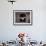 Barn Owl Flying into Building Through Window Carrying Mouse Prey, Girona, Spain-Inaki Relanzon-Framed Photographic Print displayed on a wall