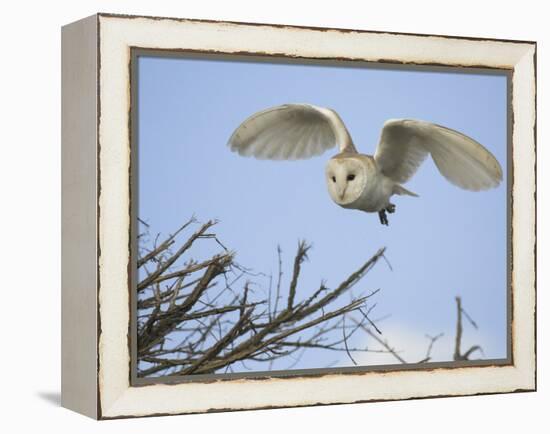 Barn Owl Hunting Along Roadside Hedge, Norfolk, UK-Gary Smith-Framed Premier Image Canvas