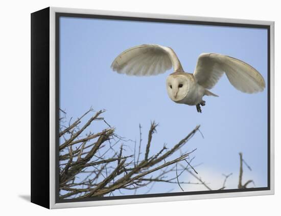 Barn Owl Hunting Along Roadside Hedge, Norfolk, UK-Gary Smith-Framed Premier Image Canvas