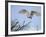 Barn Owl Hunting Along Roadside Hedge, Norfolk, UK-Gary Smith-Framed Photographic Print