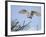 Barn Owl Hunting Along Roadside Hedge, Norfolk, UK-Gary Smith-Framed Photographic Print