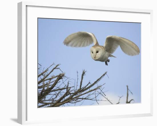 Barn Owl Hunting Along Roadside Hedge, Norfolk, UK-Gary Smith-Framed Photographic Print