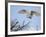 Barn Owl Hunting Along Roadside Hedge, Norfolk, UK-Gary Smith-Framed Photographic Print