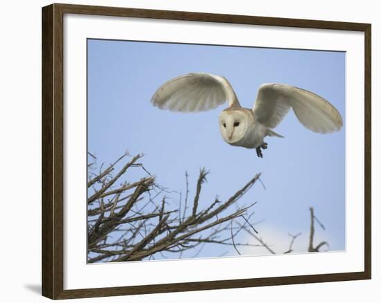 Barn Owl Hunting Along Roadside Hedge, Norfolk, UK-Gary Smith-Framed Photographic Print