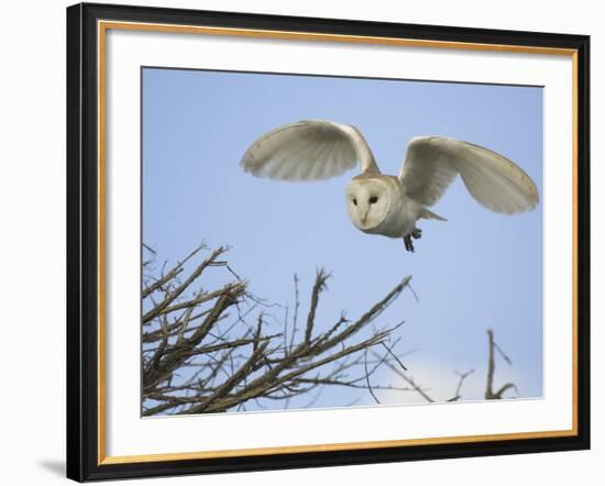 Barn Owl Hunting Along Roadside Hedge, Norfolk, UK-Gary Smith-Framed Photographic Print