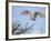 Barn Owl Hunting Along Roadside Hedge, Norfolk, UK-Gary Smith-Framed Photographic Print