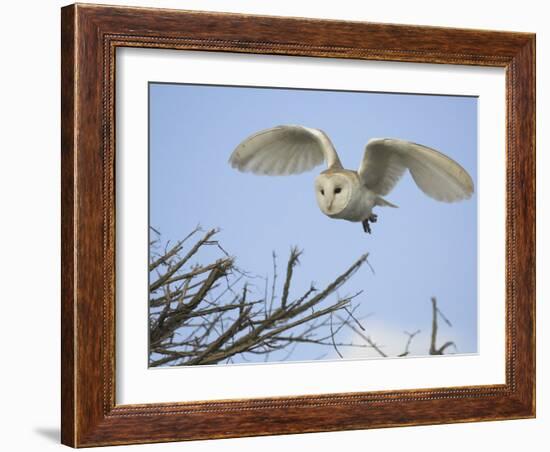 Barn Owl Hunting Along Roadside Hedge, Norfolk, UK-Gary Smith-Framed Photographic Print