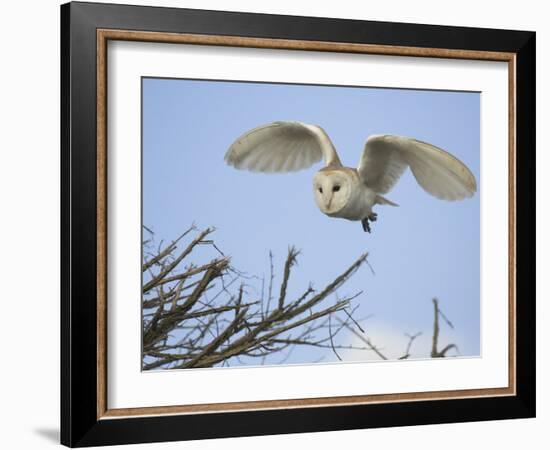 Barn Owl Hunting Along Roadside Hedge, Norfolk, UK-Gary Smith-Framed Photographic Print