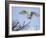 Barn Owl Hunting Along Roadside Hedge, Norfolk, UK-Gary Smith-Framed Photographic Print