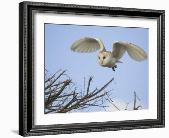 Barn Owl Hunting Along Roadside Hedge, Norfolk, UK-Gary Smith-Framed Photographic Print