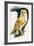 Barn Owl, Illustration from 'Peeps at Nature', 1963-English Photographer-Framed Giclee Print