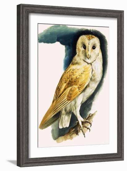 Barn Owl, Illustration from 'Peeps at Nature', 1963-English Photographer-Framed Giclee Print