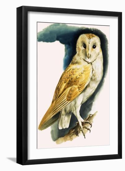 Barn Owl, Illustration from 'Peeps at Nature', 1963-English Photographer-Framed Giclee Print