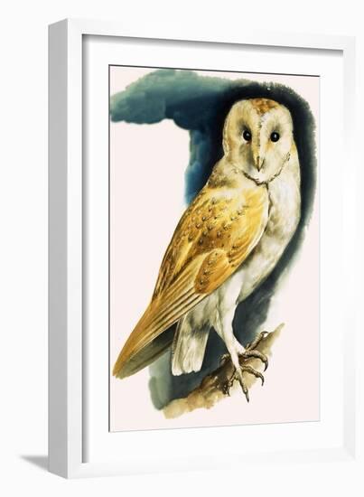 Barn Owl, Illustration from 'Peeps at Nature', 1963-English Photographer-Framed Giclee Print