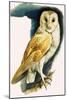 Barn Owl, Illustration from 'Peeps at Nature', 1963-English Photographer-Mounted Giclee Print