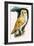 Barn Owl, Illustration from 'Peeps at Nature', 1963-English Photographer-Framed Giclee Print