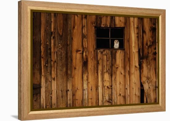 Barn Owl in Barn Window-W^ Perry Conway-Framed Premier Image Canvas