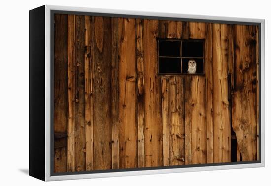 Barn Owl in Barn Window-W^ Perry Conway-Framed Premier Image Canvas