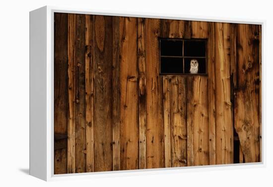 Barn Owl in Barn Window-W^ Perry Conway-Framed Premier Image Canvas