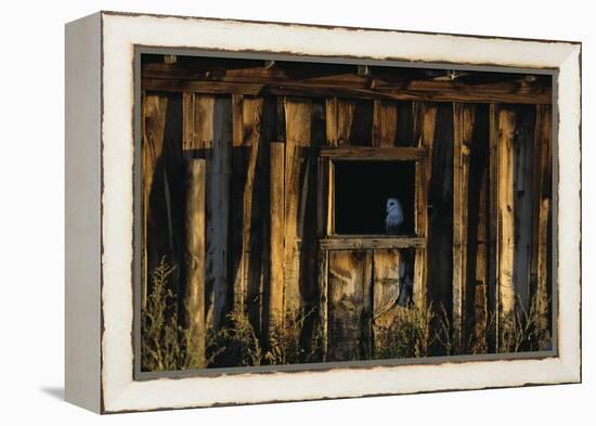 Barn Owl in Barn Window-W. Perry Conway-Framed Premier Image Canvas