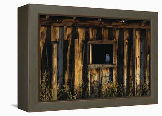 Barn Owl in Barn Window-W. Perry Conway-Framed Premier Image Canvas