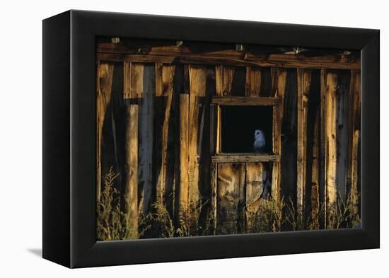 Barn Owl in Barn Window-W. Perry Conway-Framed Premier Image Canvas