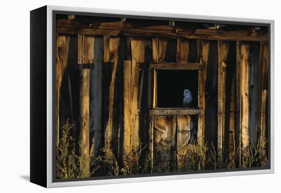 Barn Owl in Barn Window-W. Perry Conway-Framed Premier Image Canvas