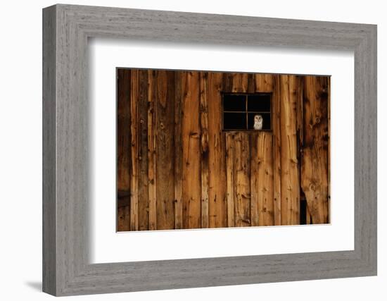 Barn Owl in Barn Window-W^ Perry Conway-Framed Photographic Print